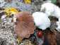 Hasadtlemezű gomba (Schizophyllum commune), Dél-Pest